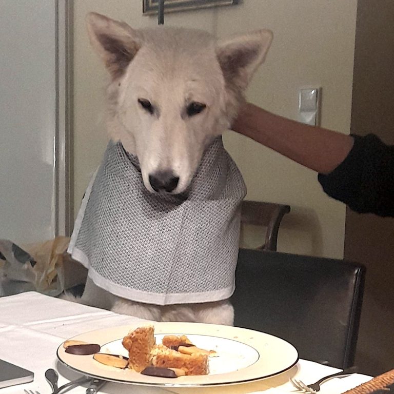 Artgerechte Fütterung Hund