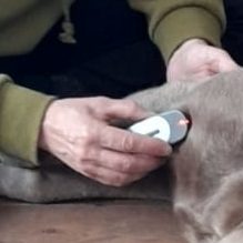 Lasertherapie Tiere Nicole Liebrich Köln